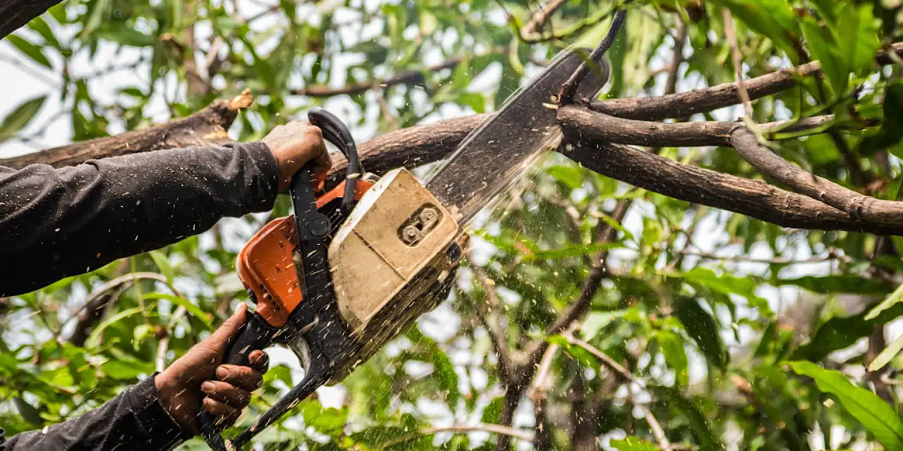 Élaguer un arbre sans l’abimer