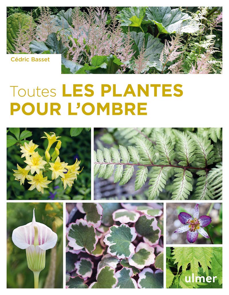 Toutes les plantes pour l’ombre