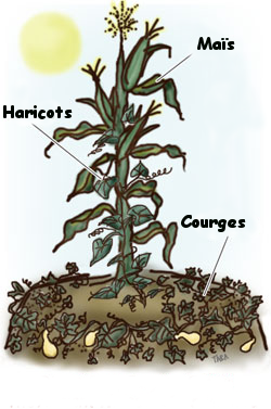 Illustration de la combinaison intitulée "3 sœurs" en permaculture : le maïs, les haricots et les courges