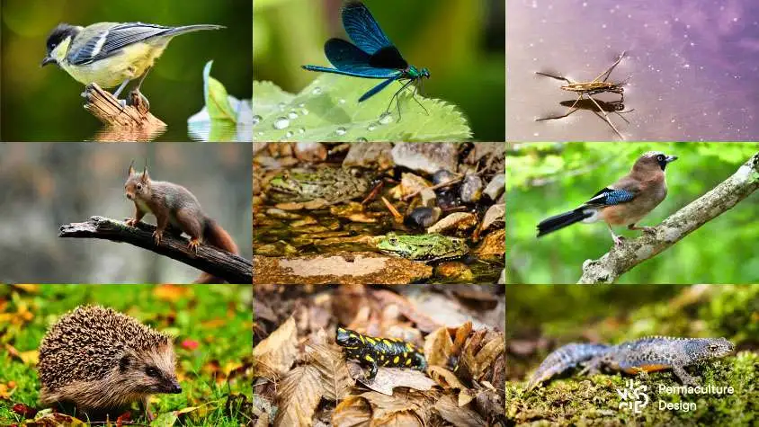 Biodiversité et auxiliaires précieux du potager en permaculture pour meilleure résilience