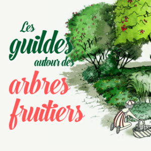 Les guildes autour des arbres fruitiers