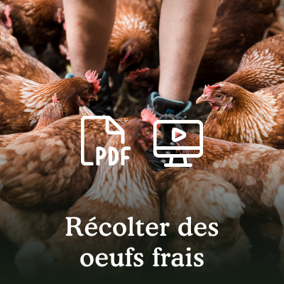 Les poules et le poulailler en permaculture