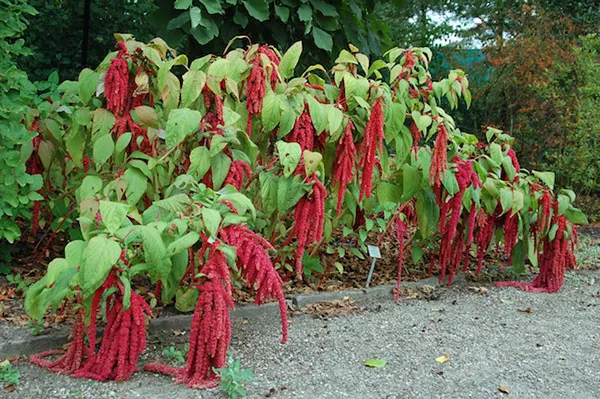 L’amarante est une plante comestible utilisée en permaculture