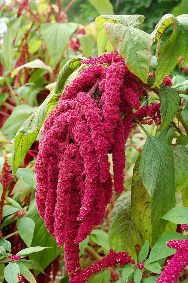 Un épis d'amarante, plante comestible.