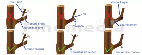 Elaguer un arbre sans l'abimer 2