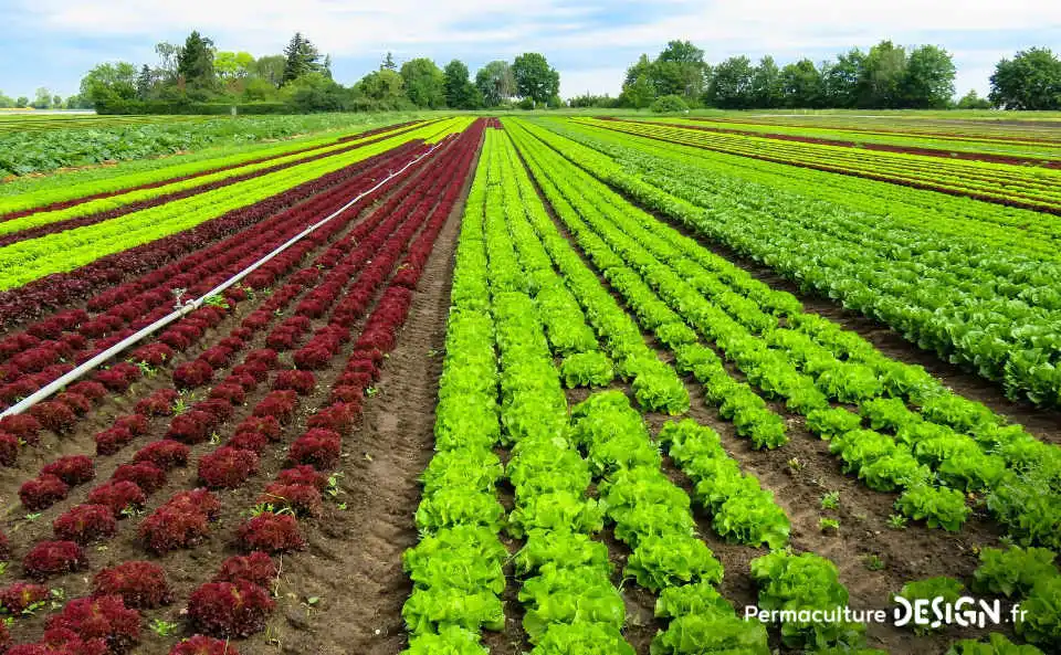 Quel type de maraîcher devenir quand on se lance dans cette activité agricole : en conventionnel, en bio ou en permaculture ?