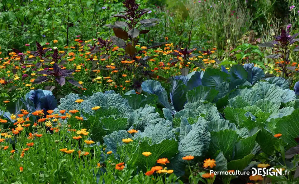 Quel type de maraîcher devenir quand on se lance dans cette activité agricole : en conventionnel, en bio ou en permaculture ?