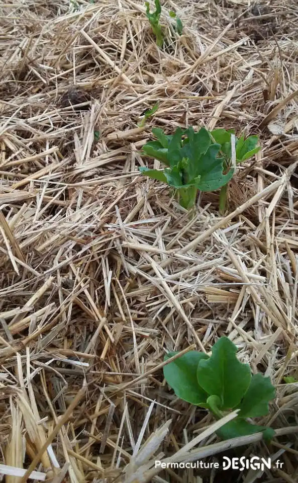 Quel type de maraîcher devenir quand on se lance dans cette activité agricole : en conventionnel, en bio ou en permaculture ?