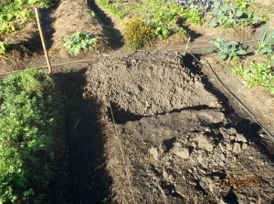 Exemple d'un jardin bio-intensif grâce aux principes et méthodes de permaculture comme les buttes de permaculture