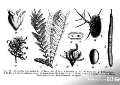 Planche botanique du févier d’Amérique