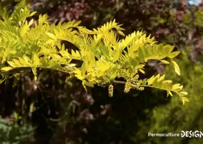 Plusieurs feuilles du févier d’Amérique