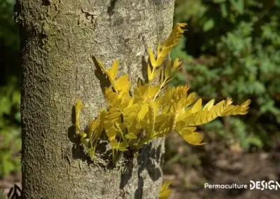 Feuilles du févier d’Amérique sur leur tronc