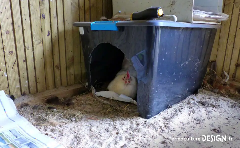 Poule dans son pondoir douillé aménagé : une boîte en plastique découpée tapissée de papiers journaux