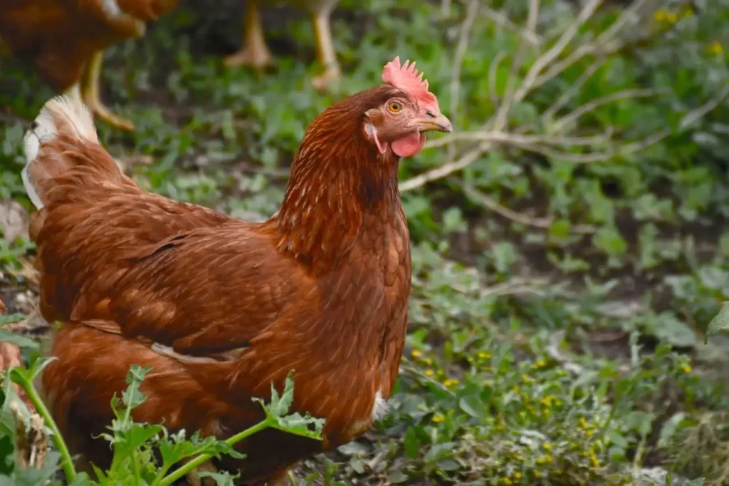 Poule dans un jardin potager en permaculture.