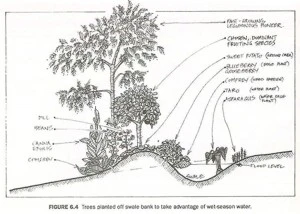 Schéma d'une baissière en permaculture