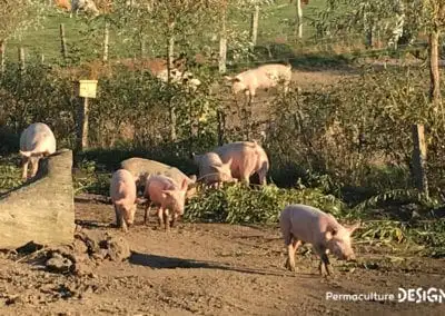 Lauriane et Charles Durant, gérants de la Ferme du Vieux Poirier en Alsace depuis 2012, nous expliquent comment et pourquoi ils ont transformé leur micro-ferme grâce à la permaculture.