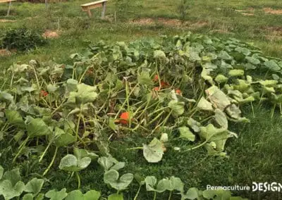 Lauriane et Charles Durant, gérants de la Ferme du Vieux Poirier en Alsace depuis 2012, nous expliquent comment et pourquoi ils ont transformé leur micro-ferme grâce à la permaculture.