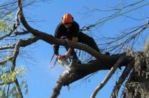 Elaguer un arbre sans l'abimer 3