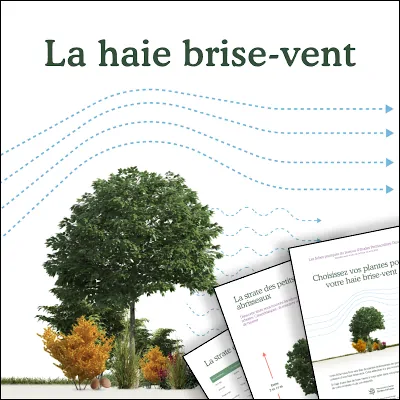 La haie brise-vent