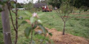 Un verger naturel dans une ferme en Normandie