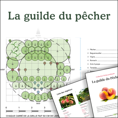 Fiche la guilde du pêcher