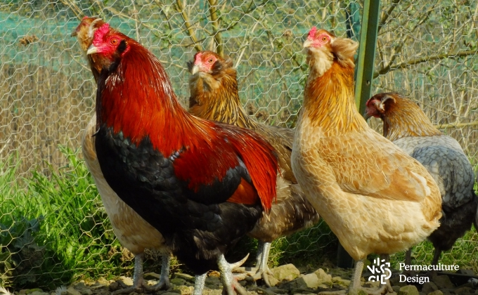 Poules de race araucana ©Hervé Husson