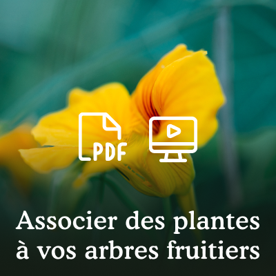 Les guildes autour des arbres fruitiers