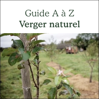 Le verger naturel en permaculture de A à Z