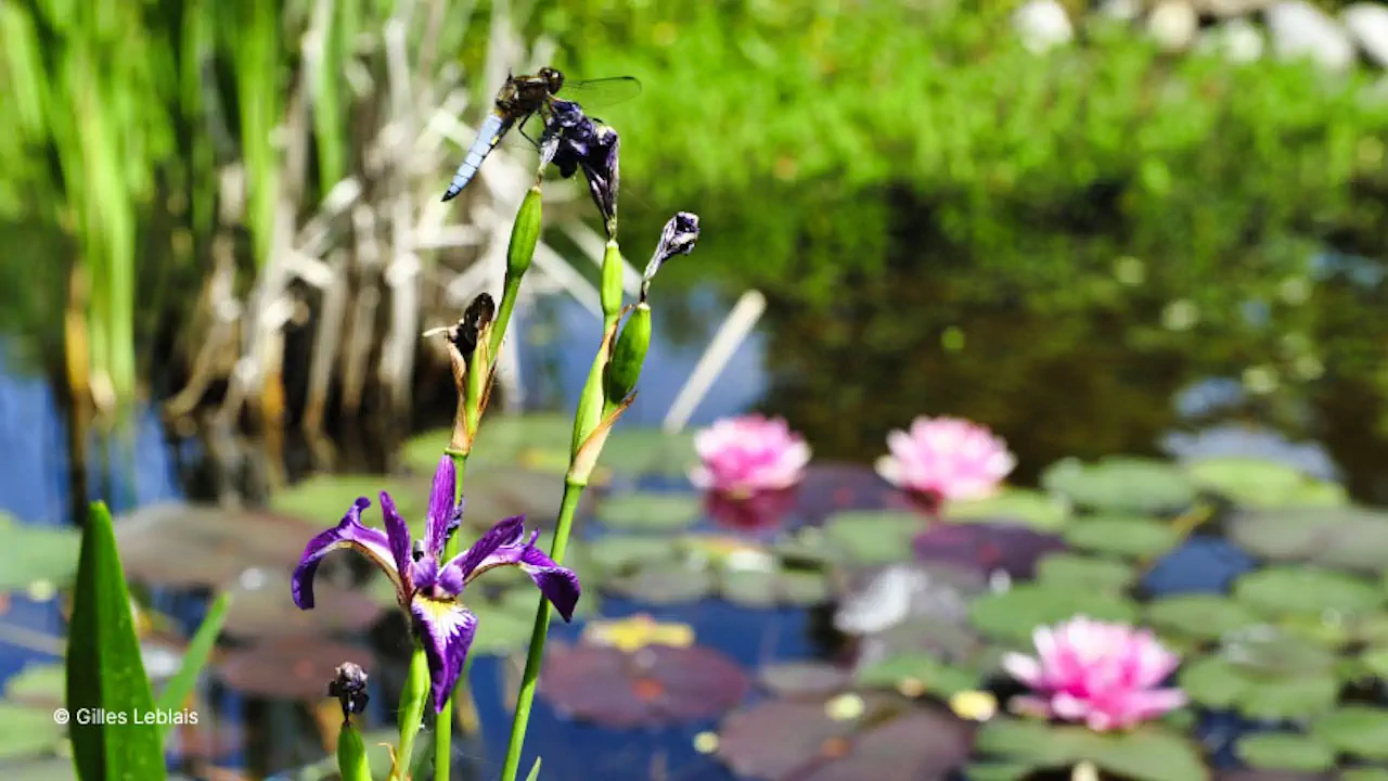 Libellule sur iris versicolore et nénuphars dans mare naturelle en permaculture