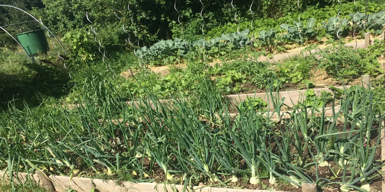 Potager en permaculture avec platebandes et cultures d'oignons, choux, tomates, carottes, radis