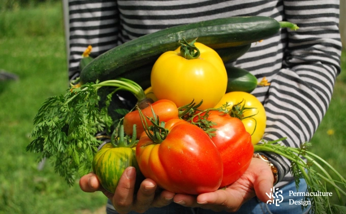 Récolte de tomates, concombre et carottes dans le potager en permaculture