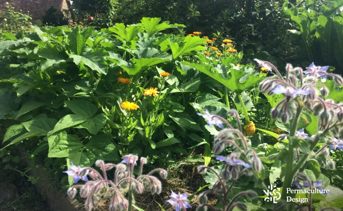 courgette, haricots verts, fleurs de souci et de bourrache dans un potager en permaculture