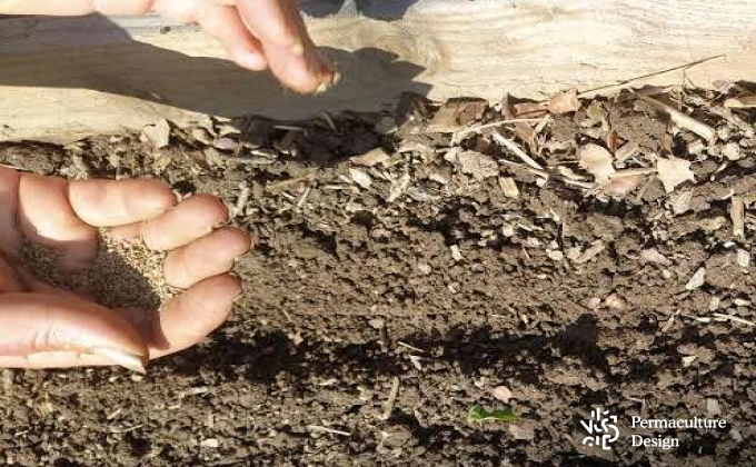 Semis de graines de carottes en ligne dans un potager en permaculture.