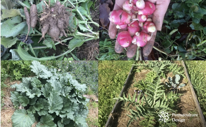 Yacons ou poire de terre, oca du Pérou, rhubarbe et artichauts, des légumes perpétuels aussi appelés légumes vivaces au potager en permaculture.