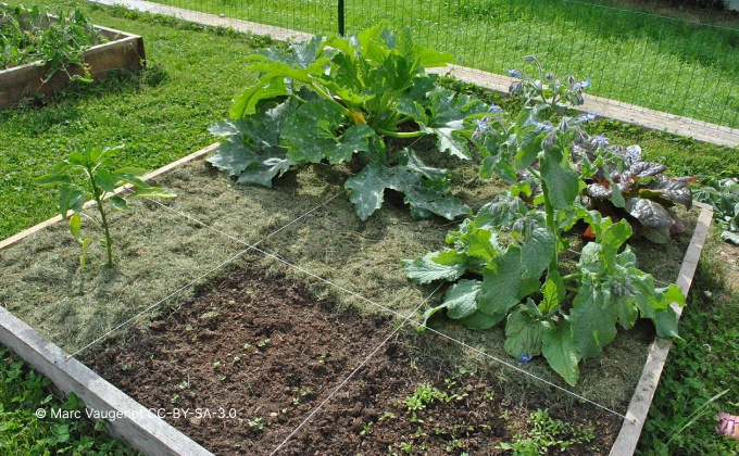 Carré potager en permaculture avec courgette, bourrache, poivrons, blette