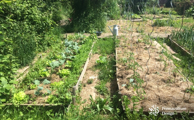 Platebandes au potager en permaculture avec choux, salades, carottes, tomates...