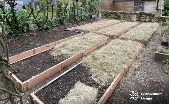 Platebandes pour un potager en permaculture en cours de réalisation avec paillage au foin.