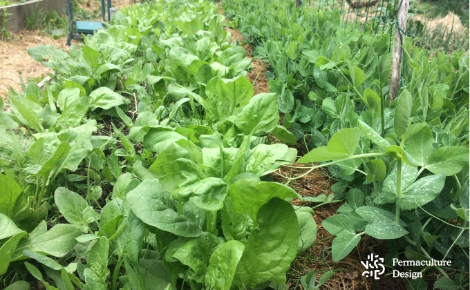 Plants d'épinards et petits pois dans une platebande de potager en permaculture au début du printemps.