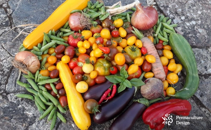 Récoltes de légumes du soleil au potager en permaculture : tomates, courgettes, concombre, aubergines, poivrons, basilic, oignons petits pois et carotte