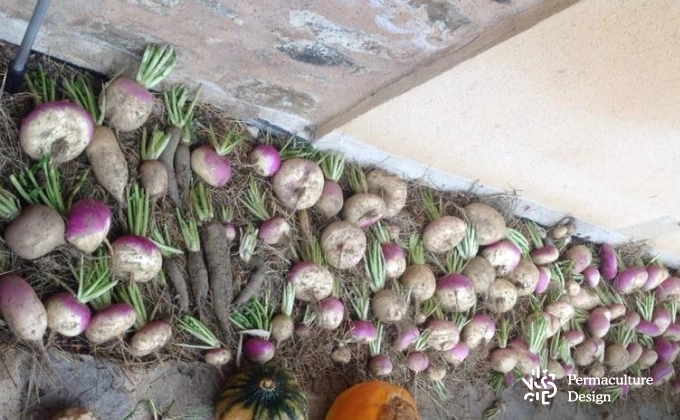 Récoltes de légumes en automne au potager en permaculture : navets et radis noirs.