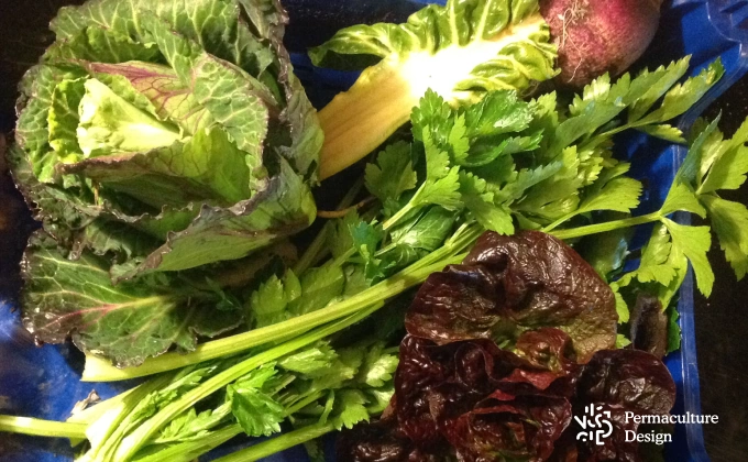 Récoltes de légumes au tout début du printemps au potager en permaculture : céleri, navet, blette, salades...