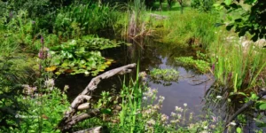 Comment créer une mare naturelle sans bâche ?