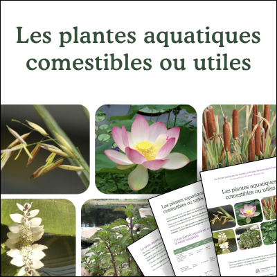 Les plantes aquatiques comestibles ou utiles