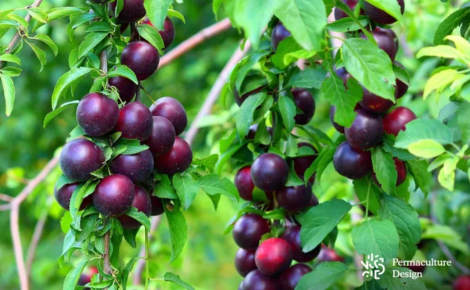 Arbre fruitier jardin en permaculture Bordeaux.