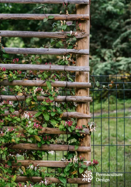 Brise-vue avec plante grimpante dans jardin en permaculture.