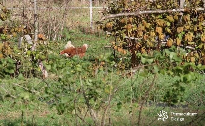 Poules dans verger naturel en permaculture.