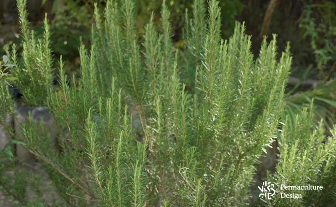 Romarin dans verger naturel en permaculture.