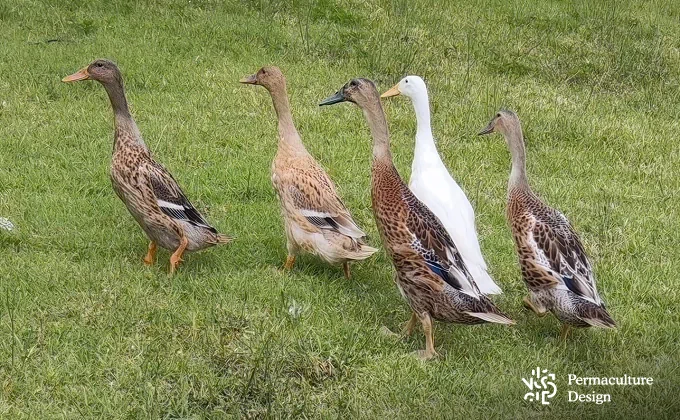 Des canards coureurs indiens dans jardin en permaculture.