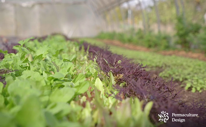 Légumes dans ferme en maraîchage agroécologique.