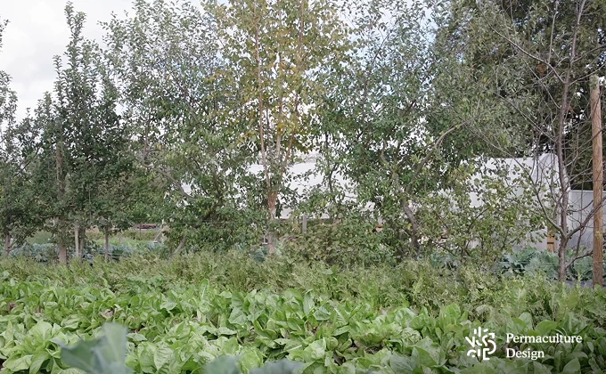 Verger naturel dans ferme en maraîchage agroécologique à côté de planches de légumes.
